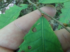 Apiognomonia errabunda