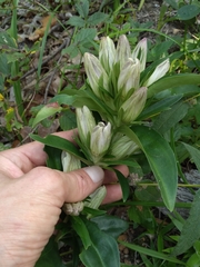 Gentiana villosa