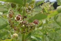 Xysmalobium undulatum