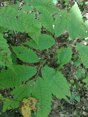 Apiognomonia errabunda