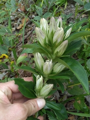 Gentiana villosa