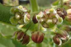 Xysmalobium undulatum