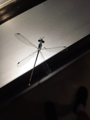Lestes elatus