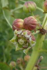 Xysmalobium undulatum