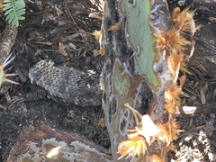 Sceloporus bimaculosus