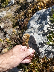 Solidago multiradiata