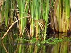 Ixobrychus involucris