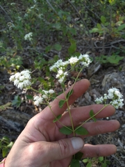 Ageratina aromatica