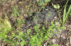 Cerastium glomeratum