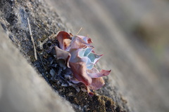 Dudleya pulverulenta
