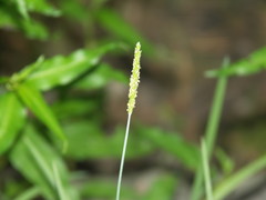 Alopecurus aequalis