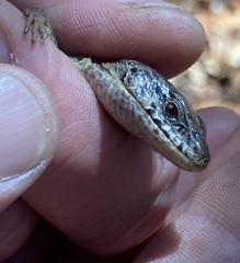 Elgaria coerulea coerulea