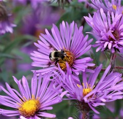 Eristalis anthophorina