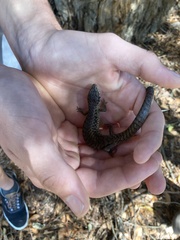 Elgaria coerulea coerulea