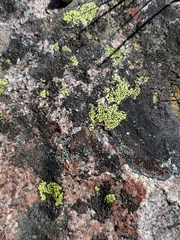 Rhizocarpon