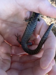 Elgaria coerulea coerulea