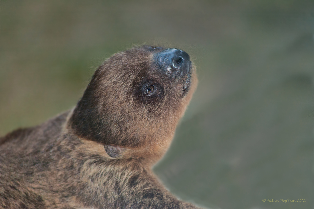 Linnaeus's Two-toed Sloth from Potaro-Siparuni, Guyana on November 23 ...