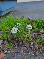 Lobularia maritima