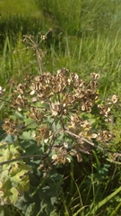Heracleum dissectum