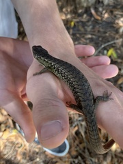 Elgaria coerulea coerulea