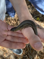 Elgaria coerulea coerulea
