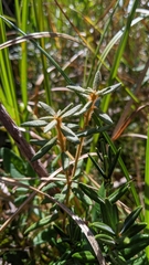 Rhododendron groenlandicum