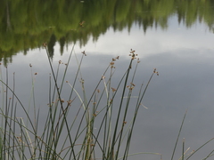 Schoenoplectus acutus