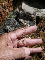 Poa alpina