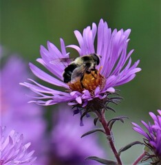 Eristalis anthophorina