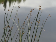 Schoenoplectus acutus