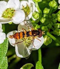 Sphaerophoria pyrrhina