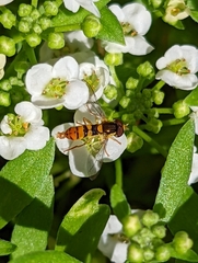 Sphaerophoria pyrrhina