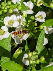 Sphaerophoria pyrrhina