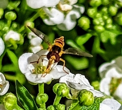 Sphaerophoria pyrrhina