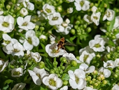 Sphaerophoria pyrrhina