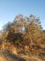 Sambucus cerulea