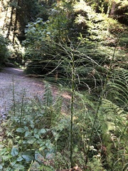 Equisetum telmateia