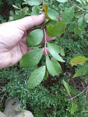Vaccinium arboreum