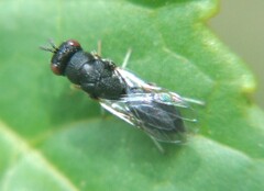 Chalcidoidea
