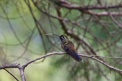 Lampornis clemenciae