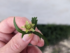 Passiflora tenuiloba