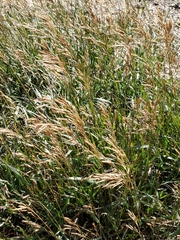Bromus inermis