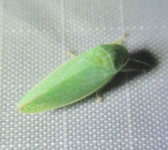 Gyponini