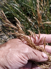 Bromus inermis