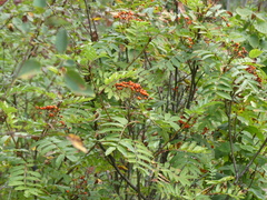 Sorbus sitchensis