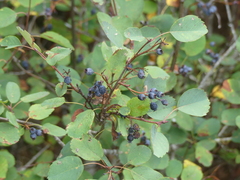 Amelanchier alnifolia