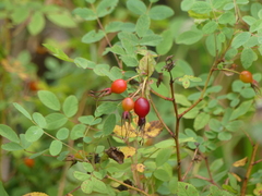 Rosa nutkana