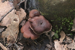 Nolanea