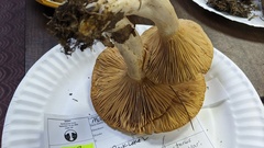 Lactarius affinis viridilactis
