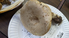Lactarius affinis viridilactis
